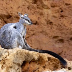 Black-flanked-Rock-Wallaby-15
