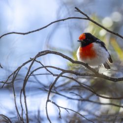 Red-capped-Robin-1