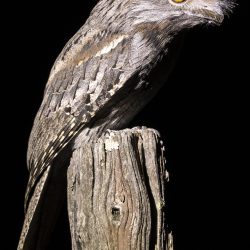 Frogmouth-2