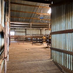 Looking into shearing shed