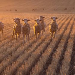 Shorn hoggetts in stubble at sunset