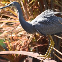 White-Faced-Heron-DSC_2263-Cropped1