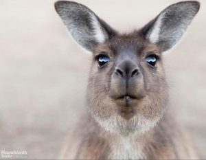 alex-cearns-wildlife-kangaroo